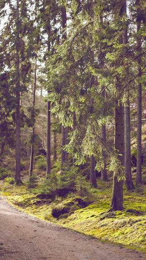 孕妇可以吃哈密瓜截图1