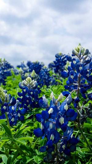 免费吃瓜群截图1