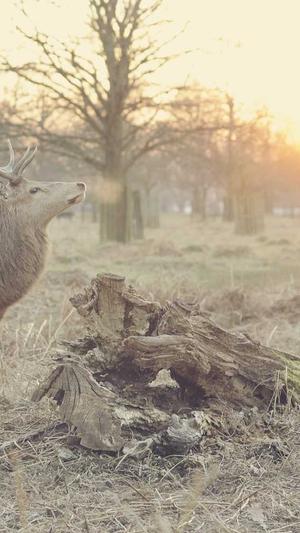 张津瑜51吃瓜截图4