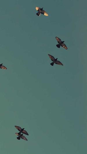 房东的猫王心怡黑料截图3